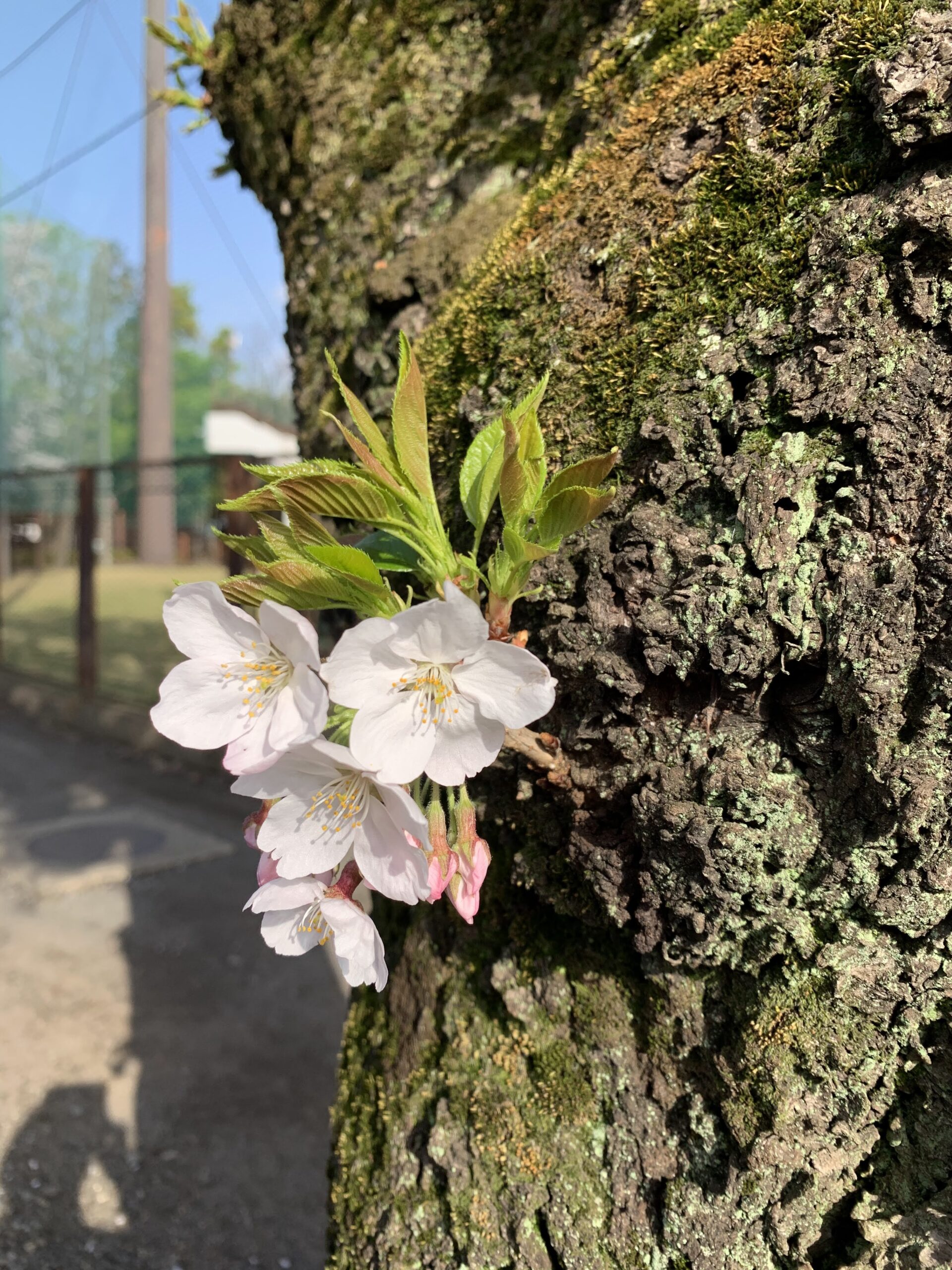 sakurako